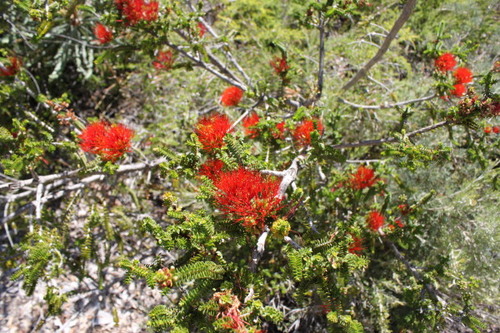 kings park 4 wild flower.jpg